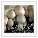 Mushrooms and Hallucinogens